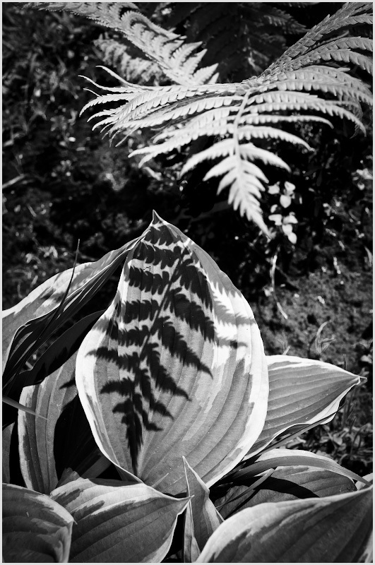 интродукция