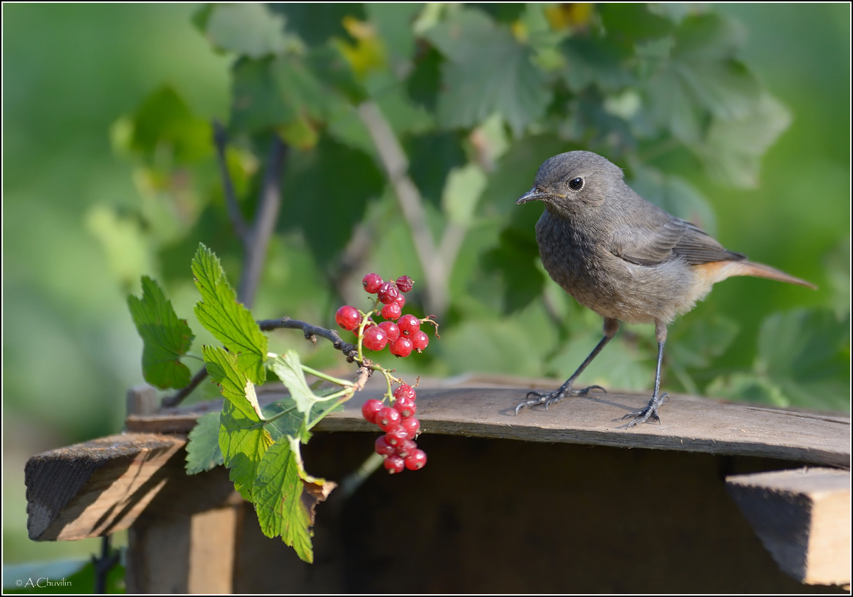 Чернушка и вкусняшка )
