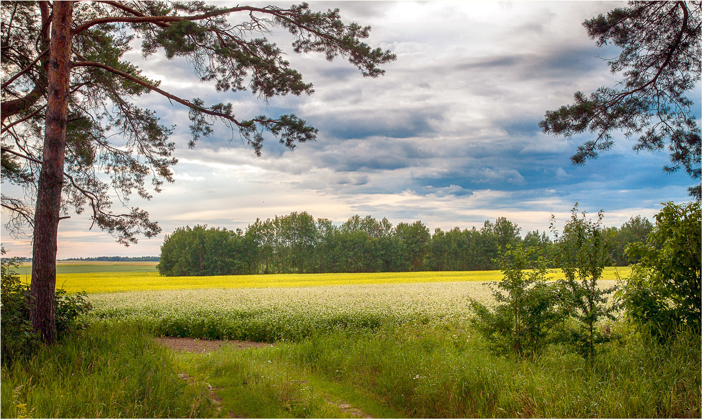 Пейзаж с гречихой