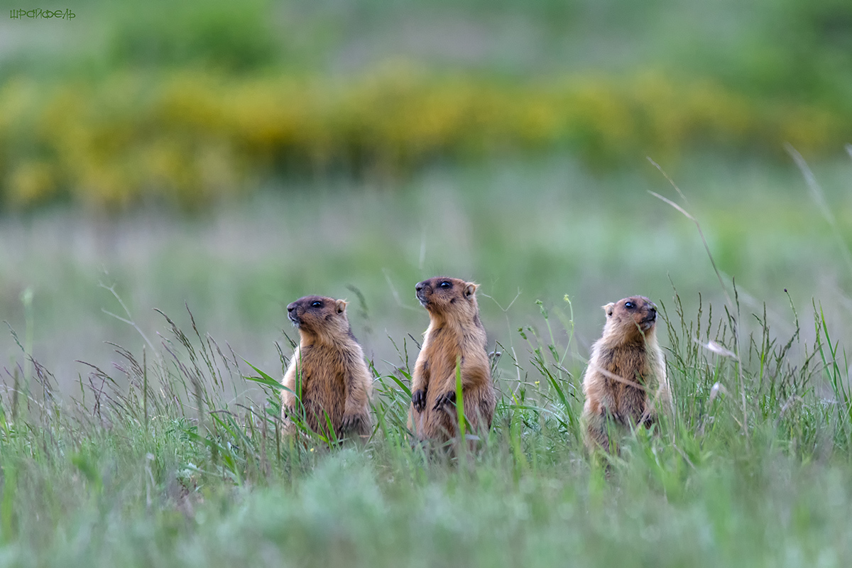...Не мчится тройка удалая