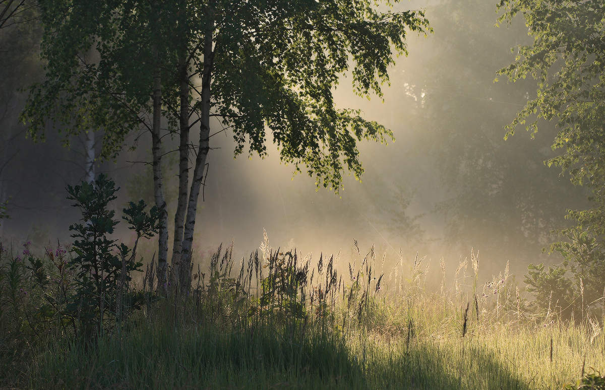 утро в лесу