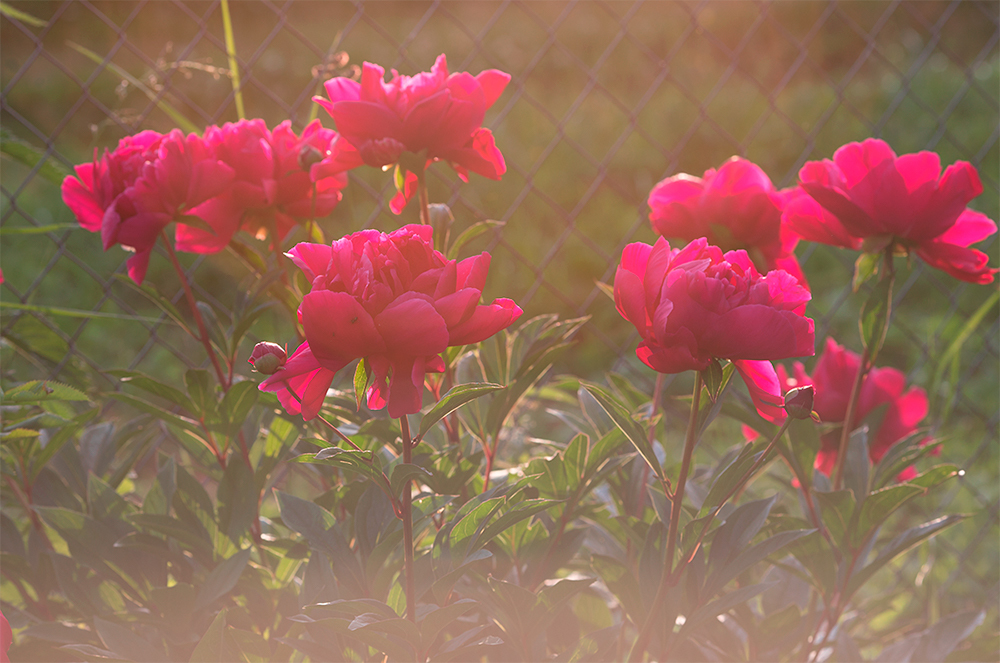 В вечернем саду