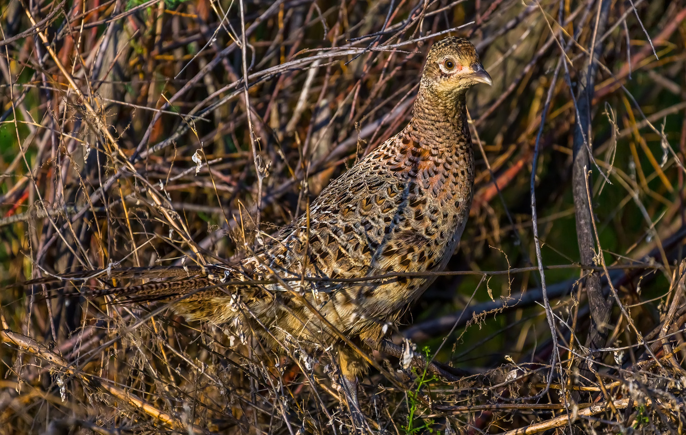 Самка фазана