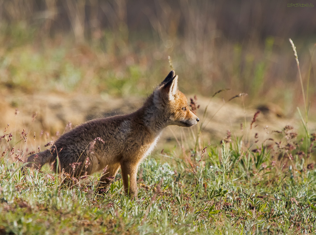 Малыш любопытный