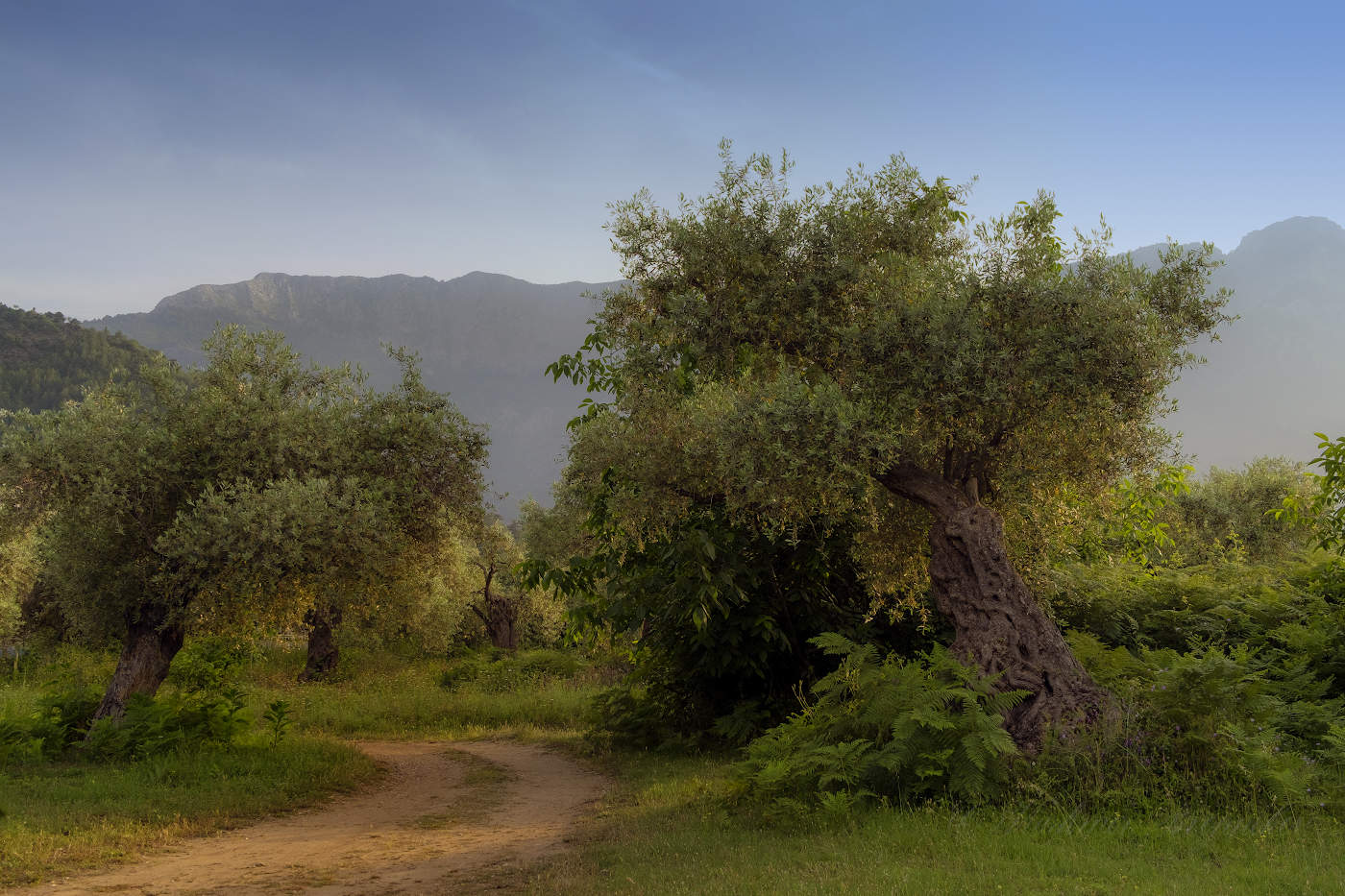 Дорога в оливковую рощу