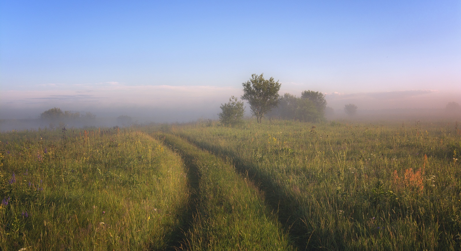 Луговое утро.