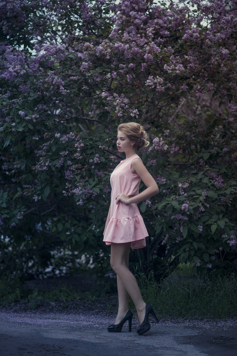 Куст сирени