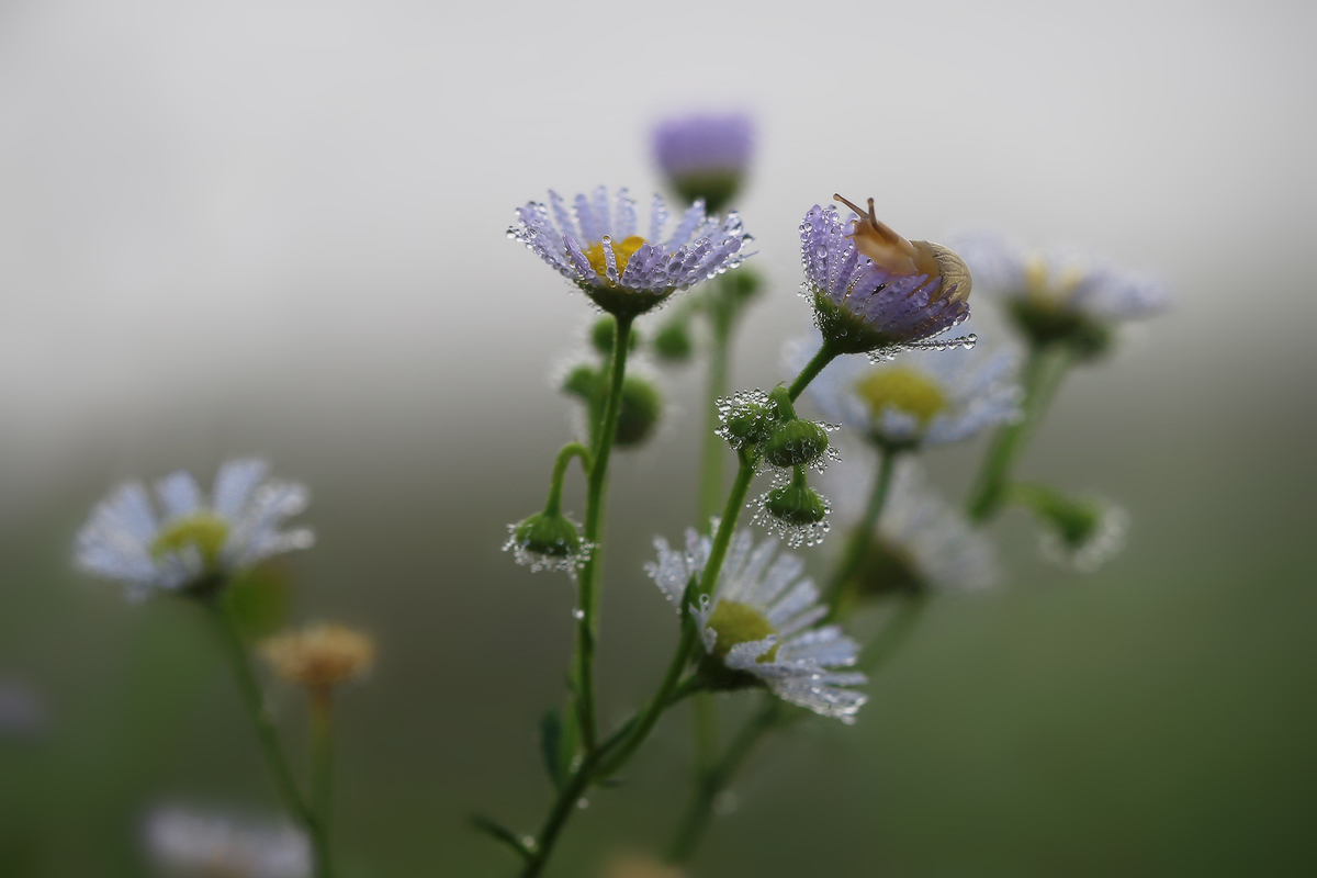 Дюймовочка :-)