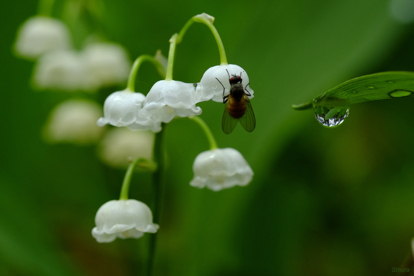 Капелька, ландыш и муха.