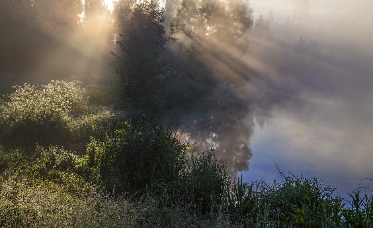 дикие ирисы