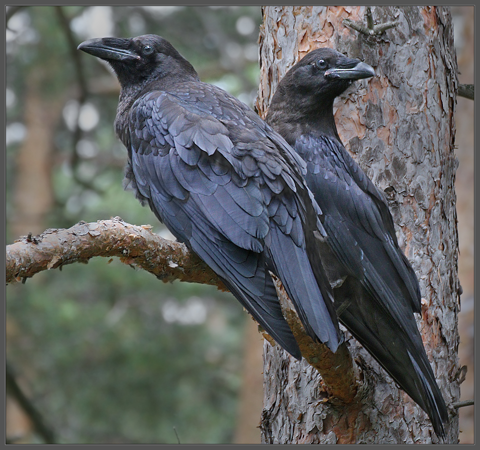 "Люди в черном"