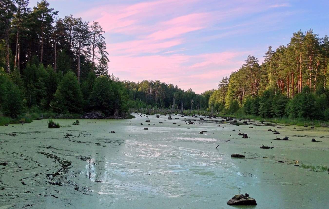 Вечер на болоте