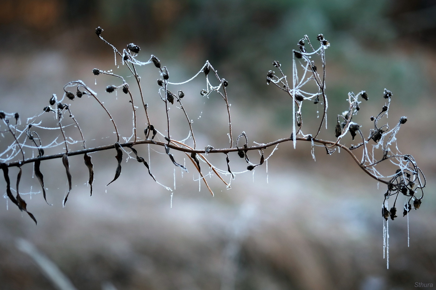 Танцующие на веточке... :)