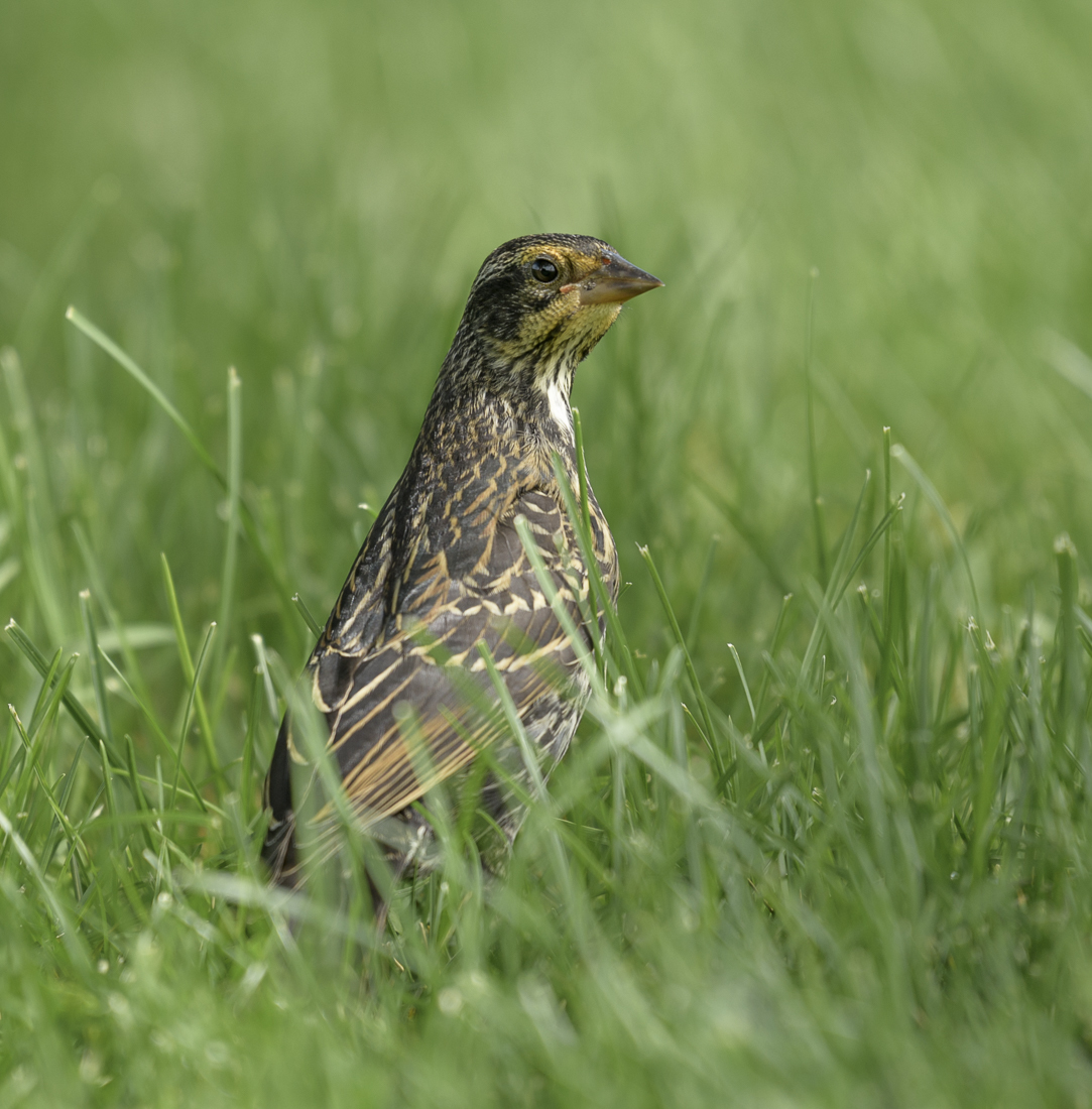 Red-winged Blackbird (female)