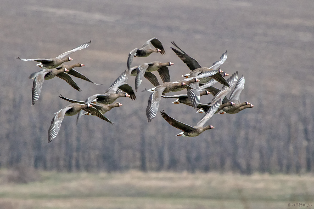 Гуси белолобые