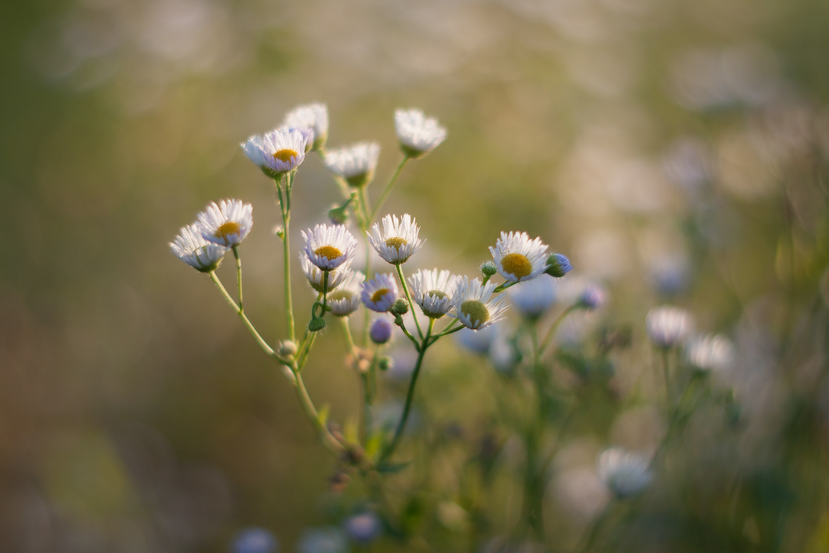 Незатейливы, не капризны...