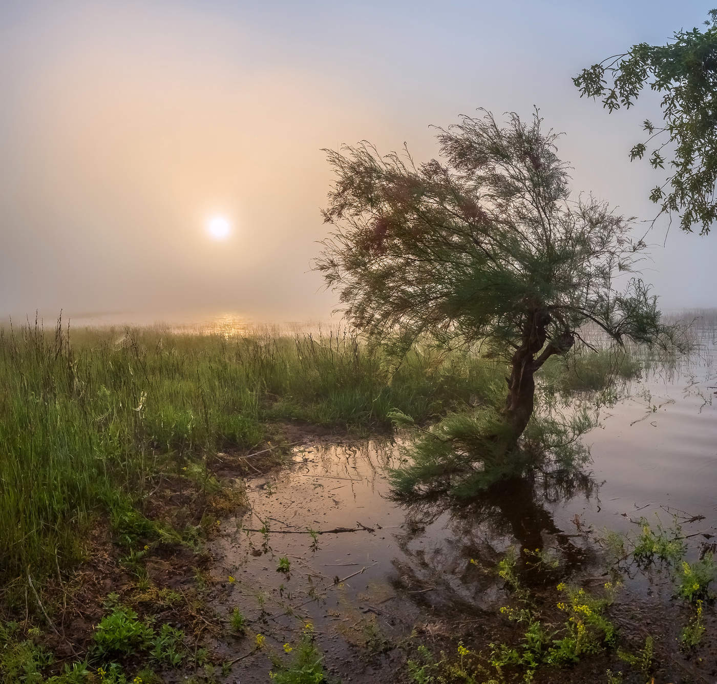 Тамарикс на рассвете