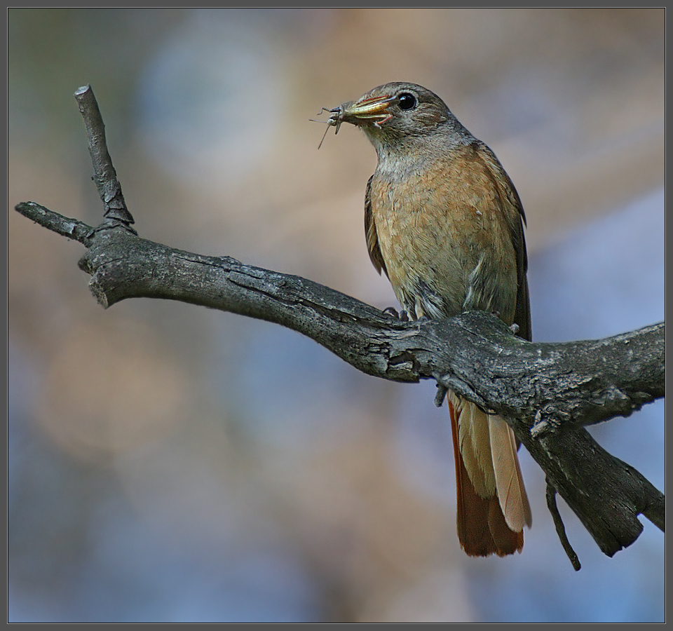 "Не думал, не гадал он..."