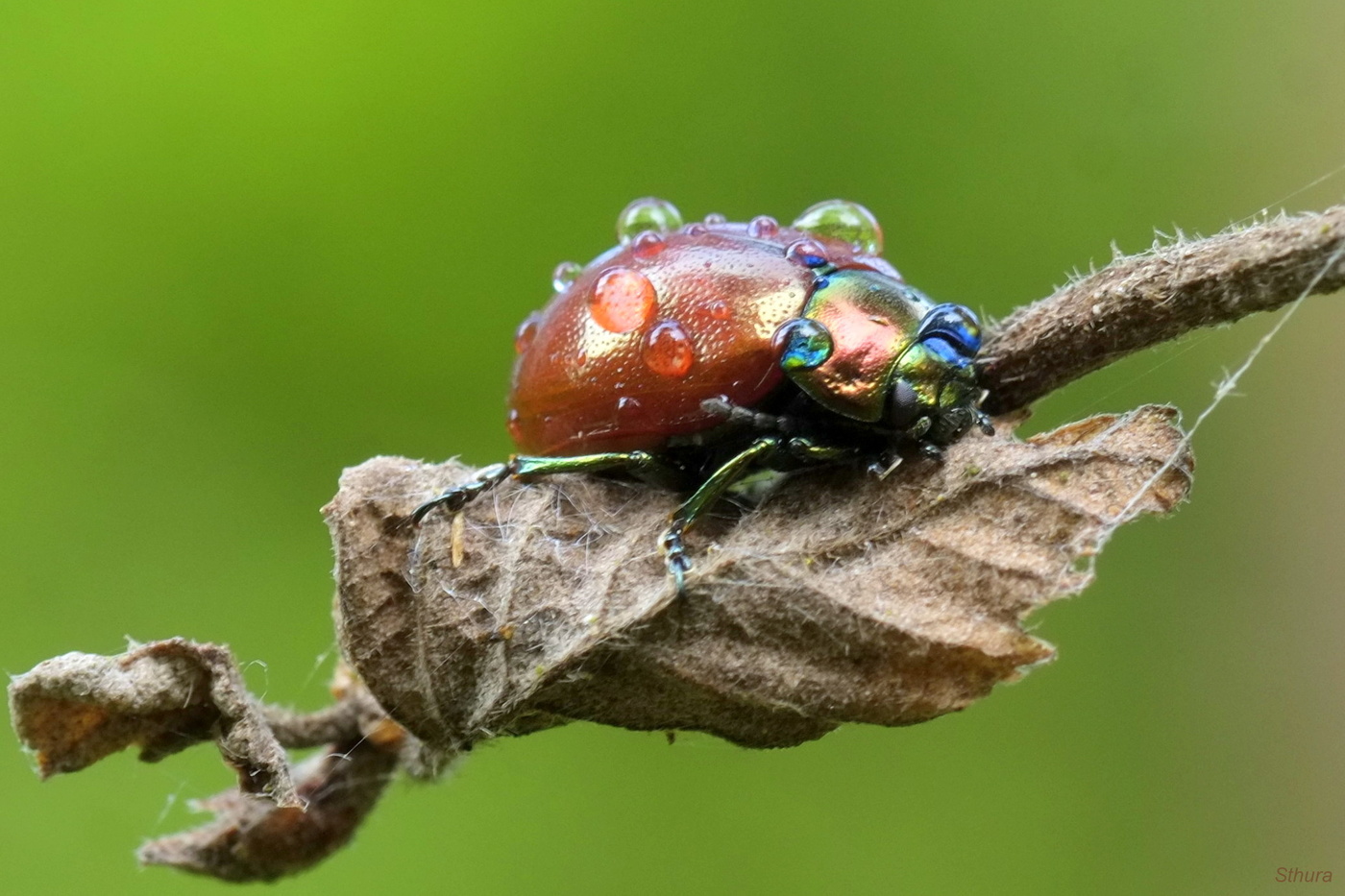 Нарядный жук.