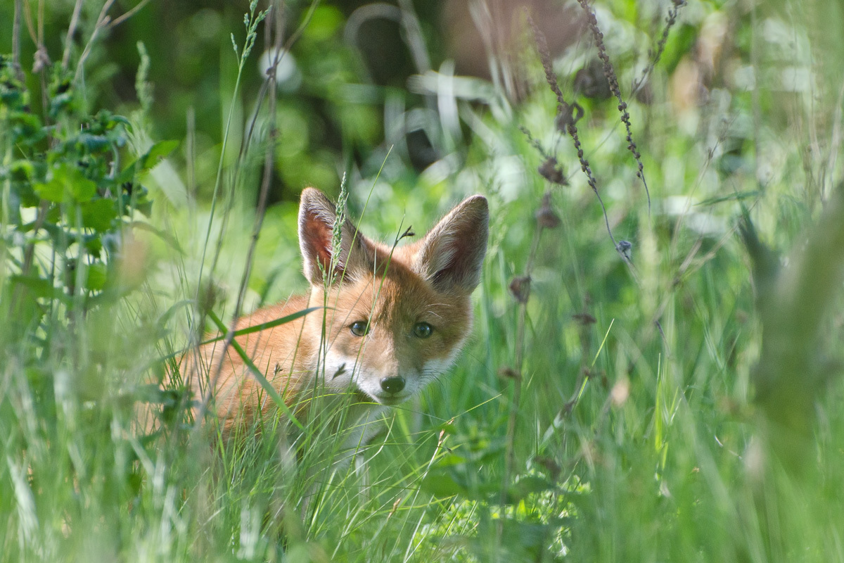 В травах июня