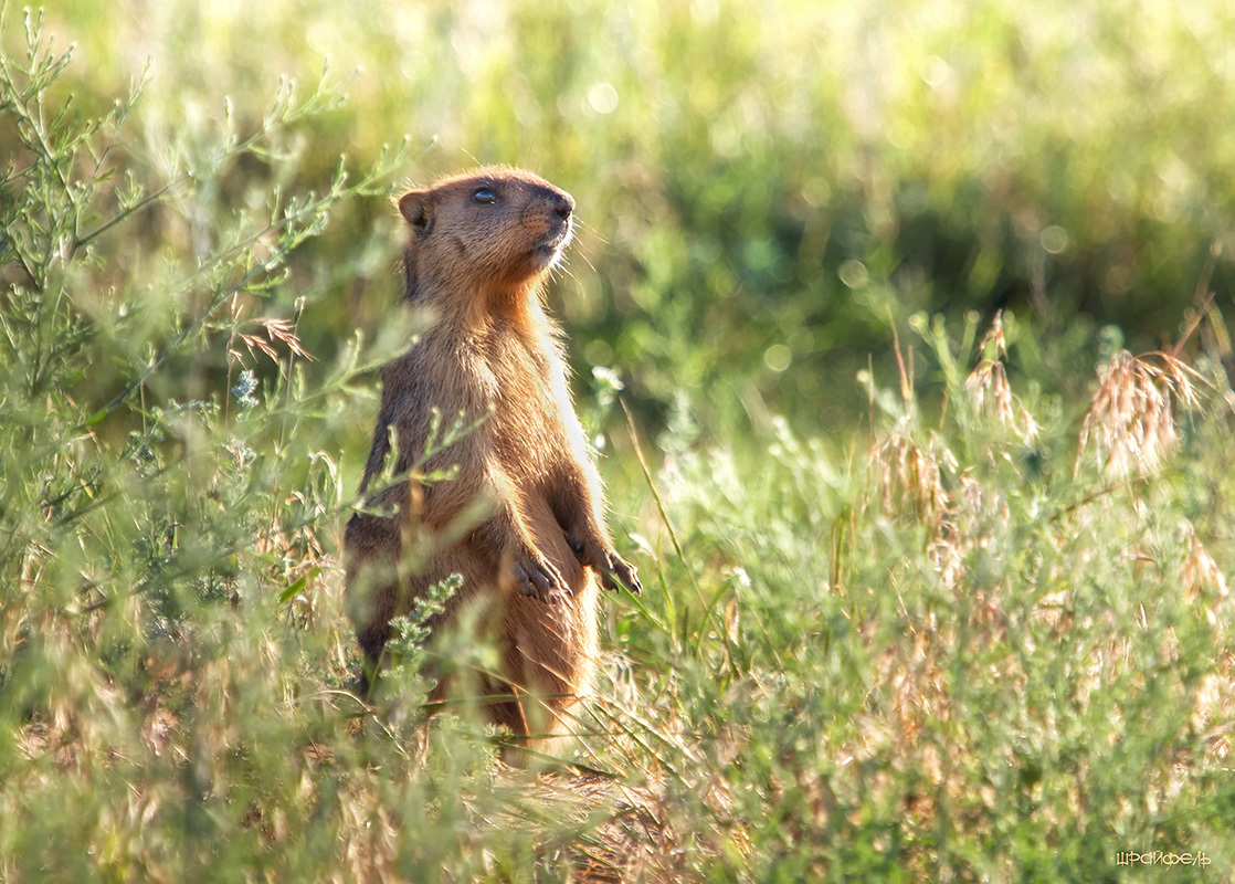 Сторожевой