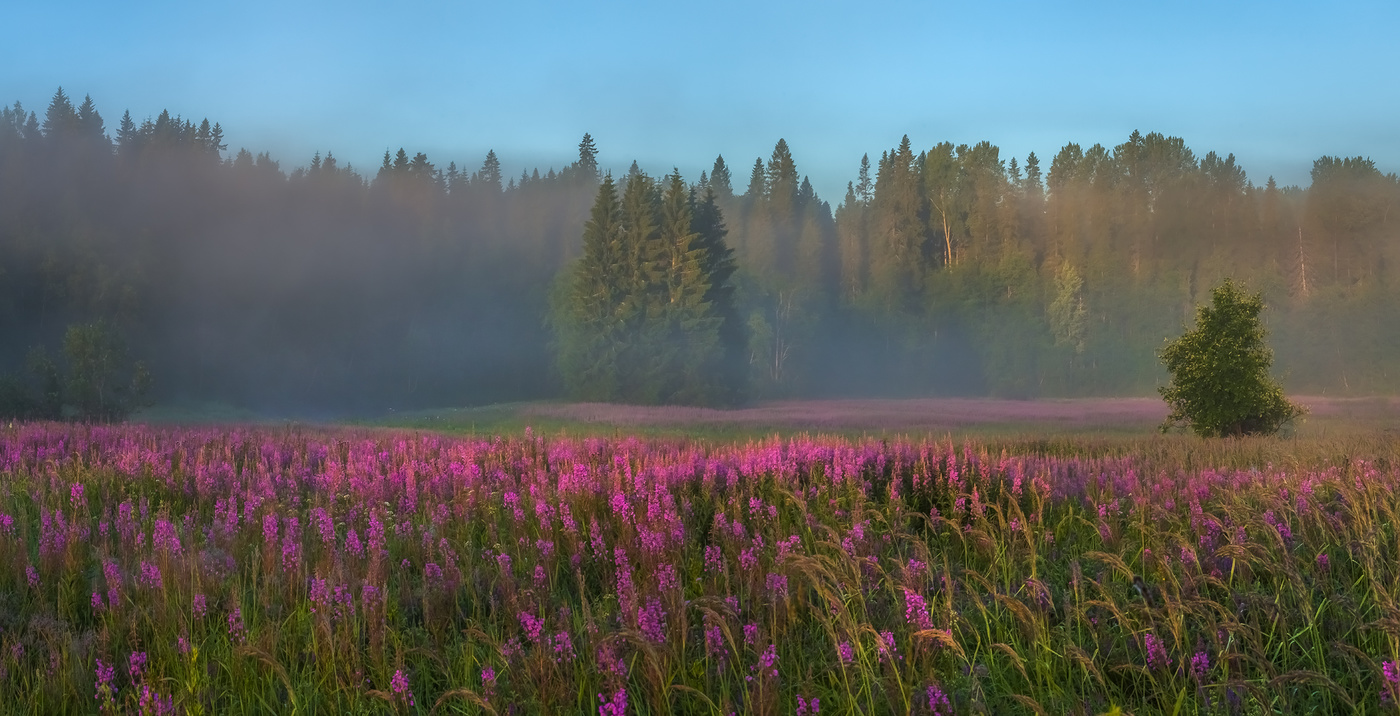 Цветёт иван-чай