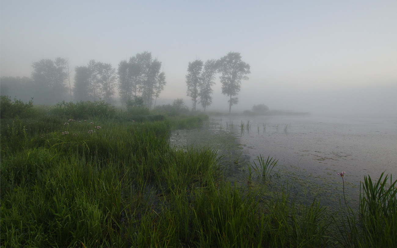 Вид на тополиную посадку
