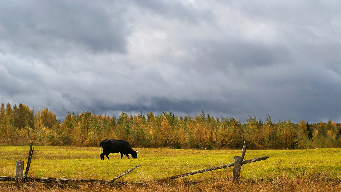 Северная пастораль