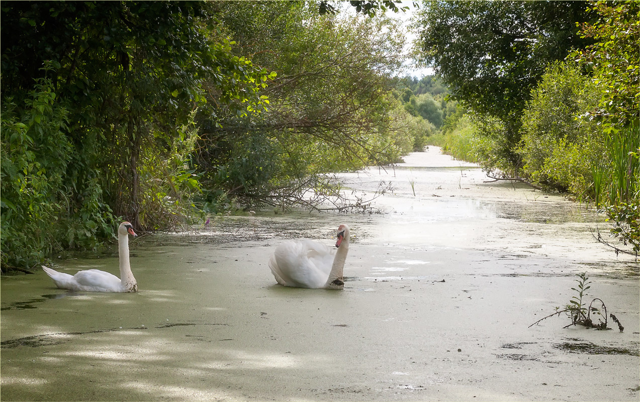 Лебединая верность