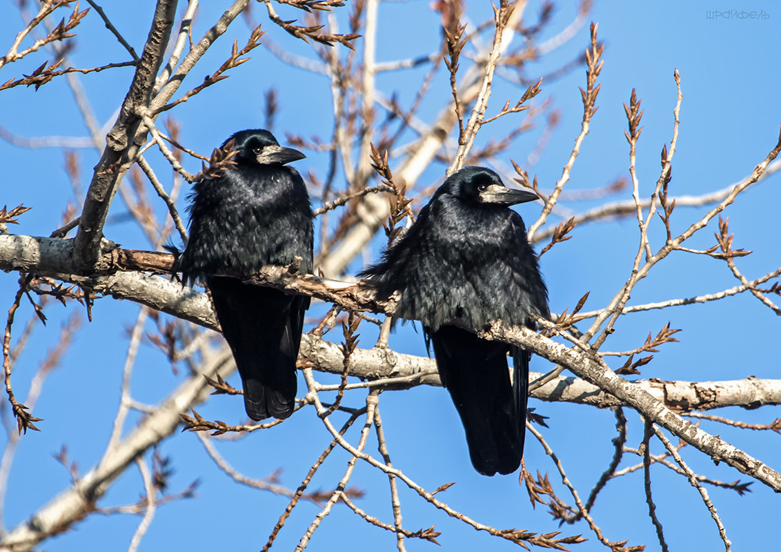 Синхронное глядение