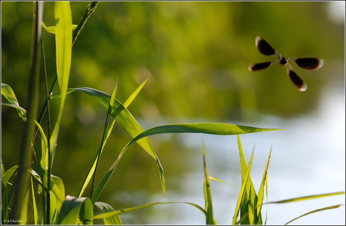 Улетевшее лето