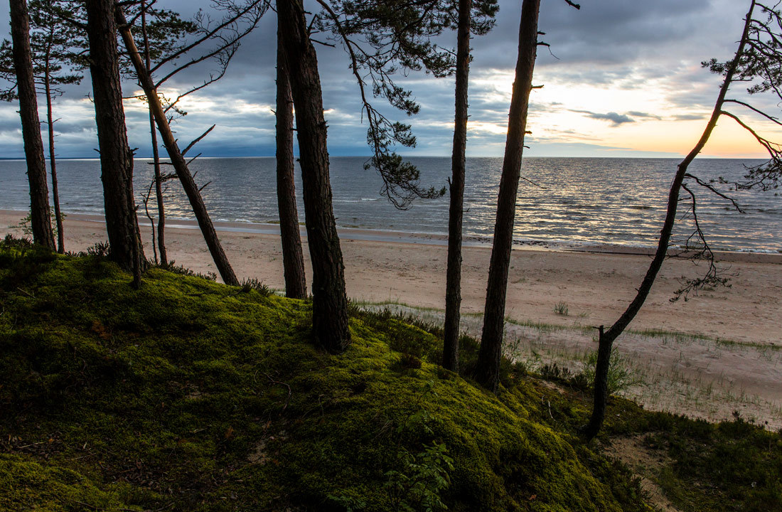 Сквозь ресницы стволов