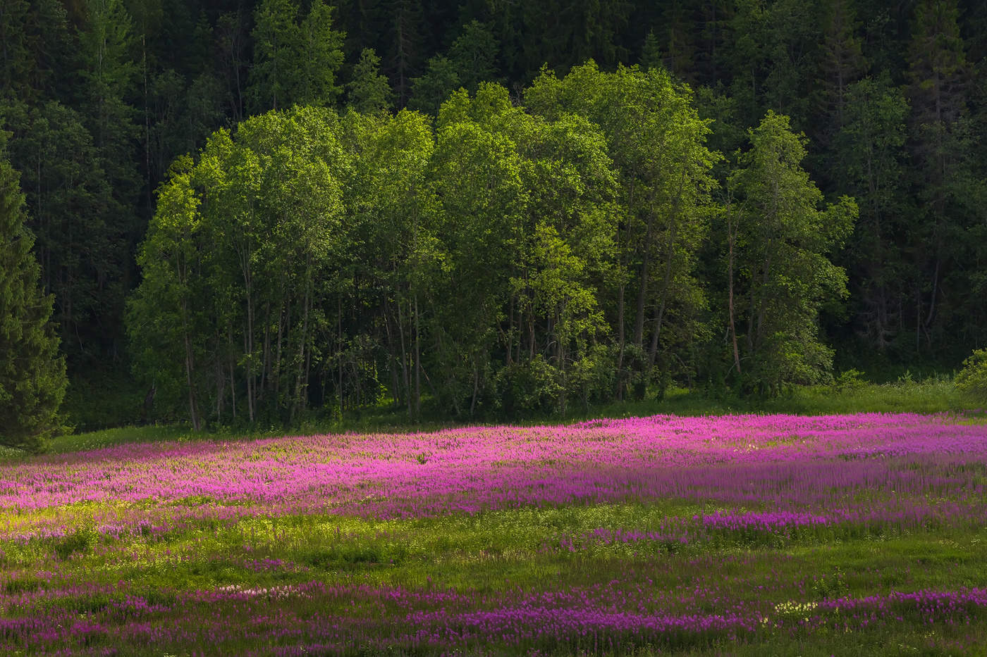 Настроение летнего луга