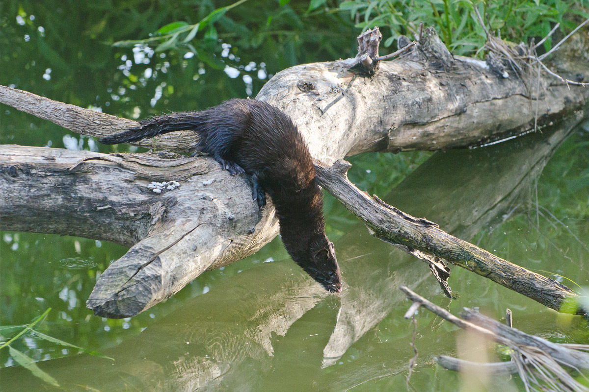 Хищник на водопое