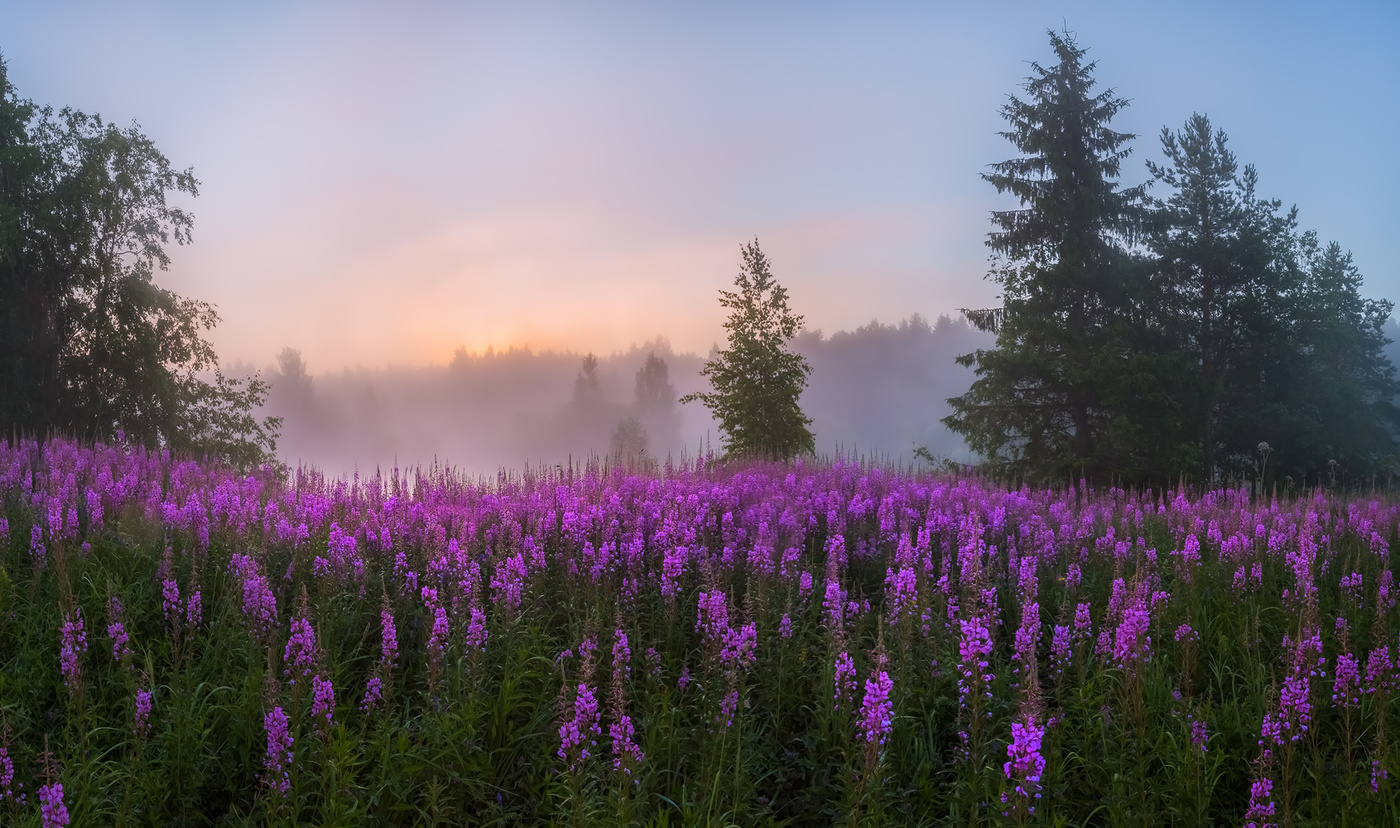 Цветы иван-чая встречают рассвет