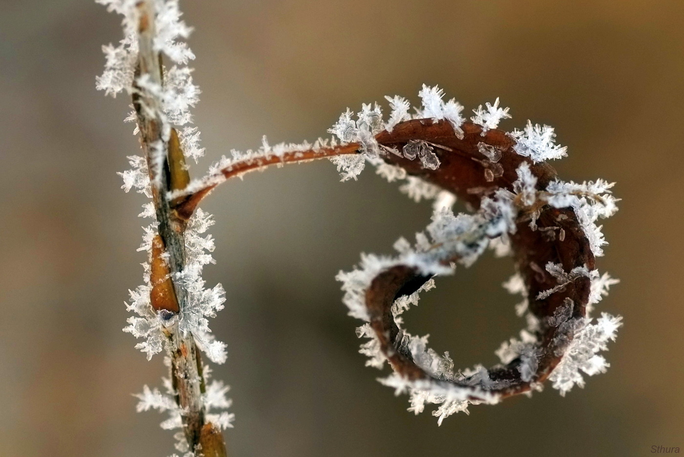 Листик ивы.