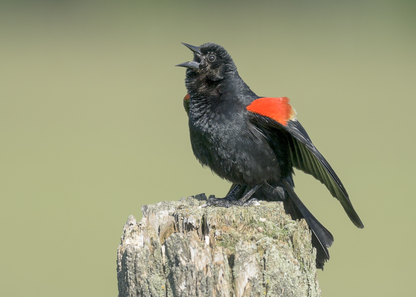 Red-winged Blackbird (male)