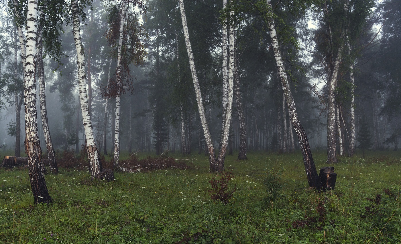 В лесной чаще.