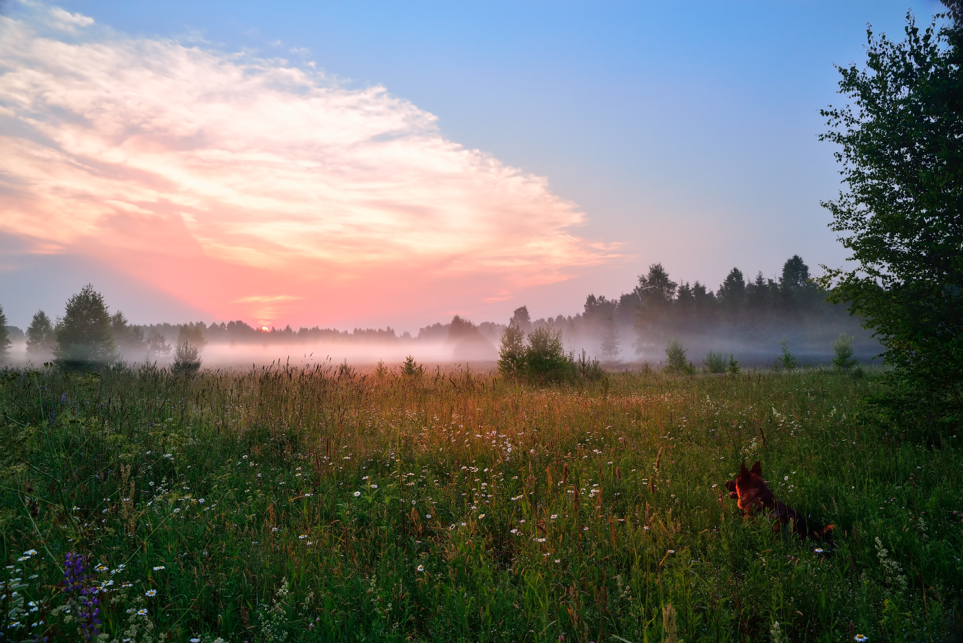 наблюдатель