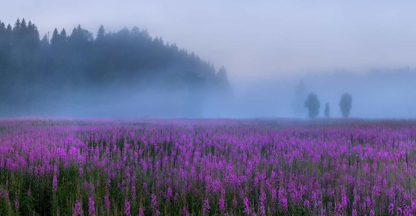 Разлилось море цветов