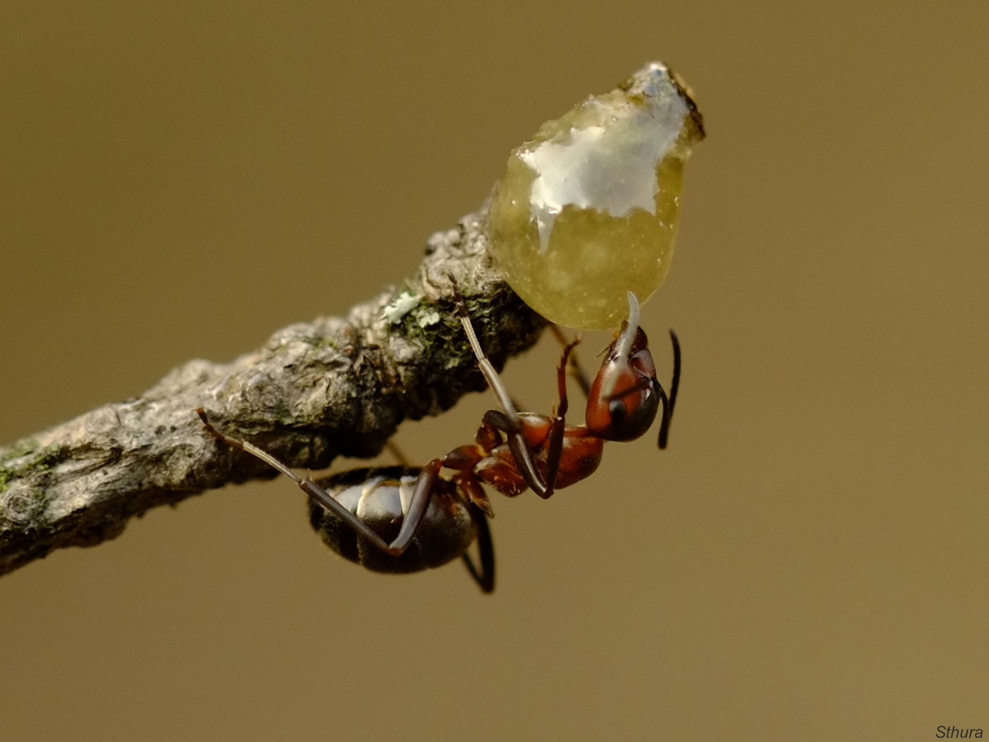 Рыжий муравей.