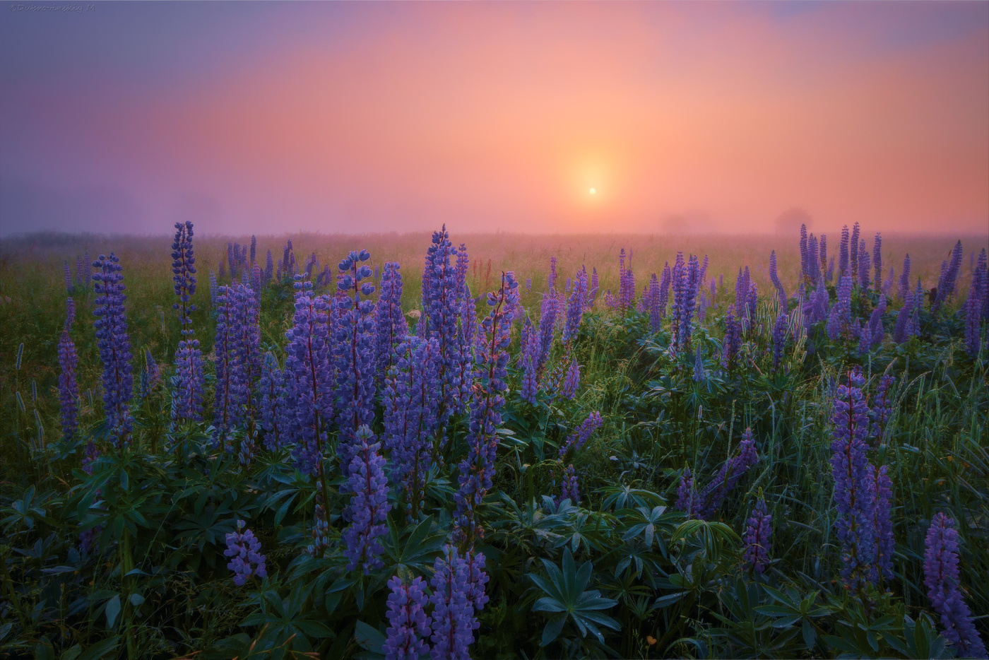 Туман и люпины