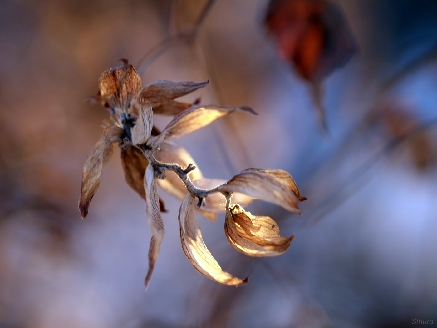 Зимний хмель.