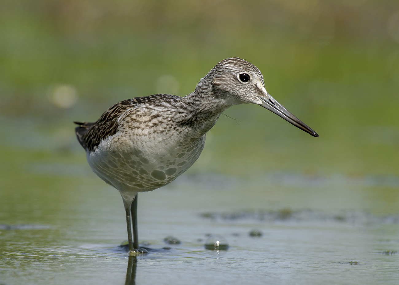 Любопытный улит.