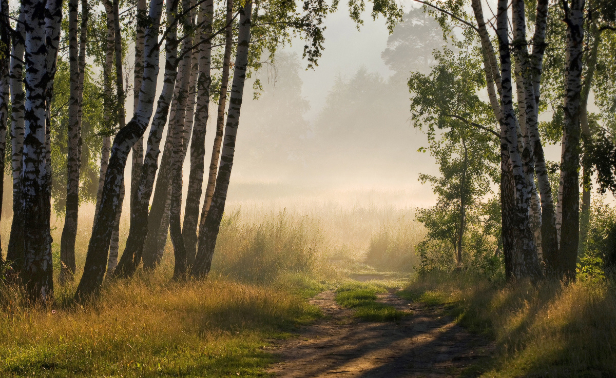 Утро в берёзовой роще