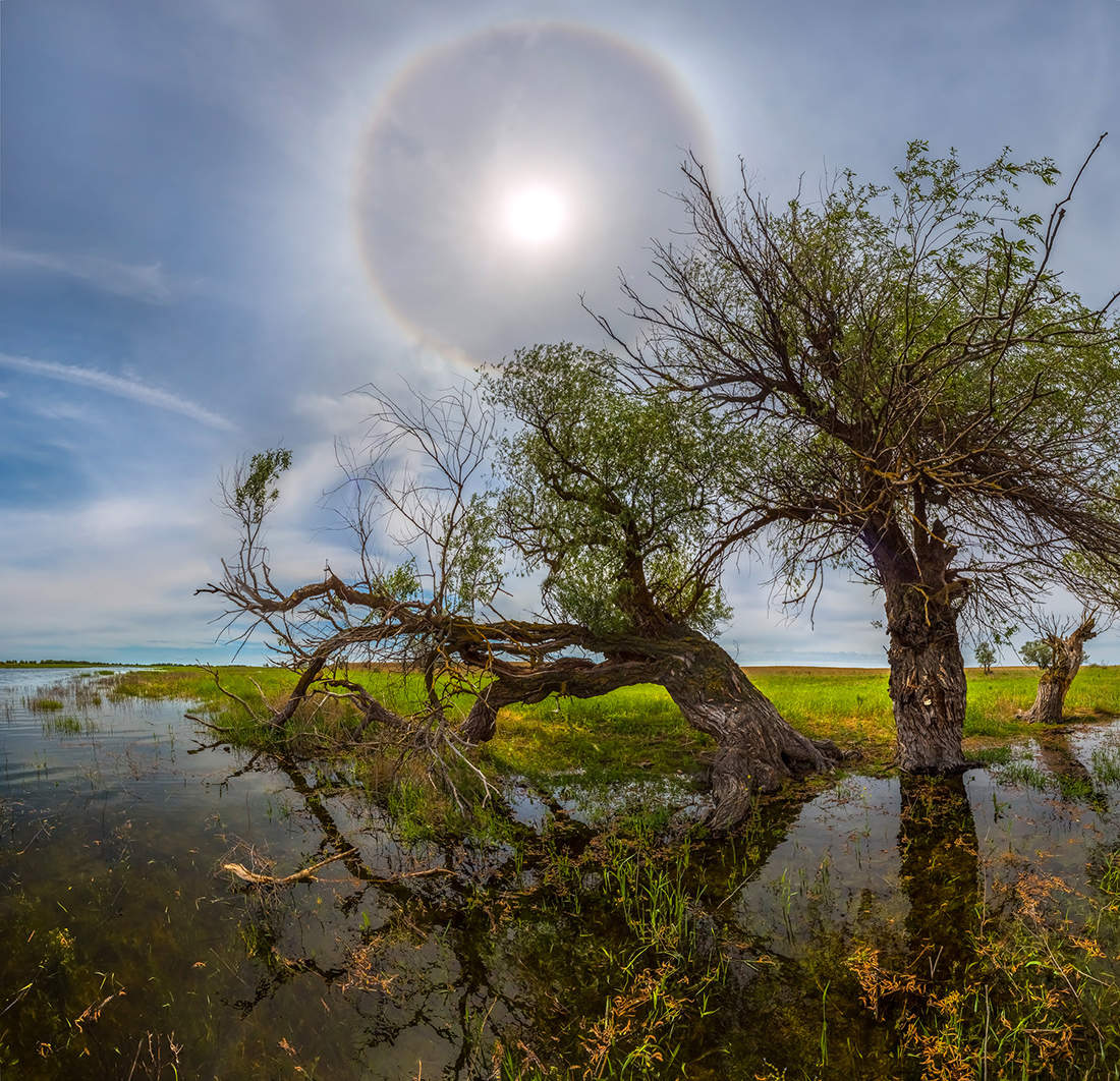 История, как деревья переносили гало
