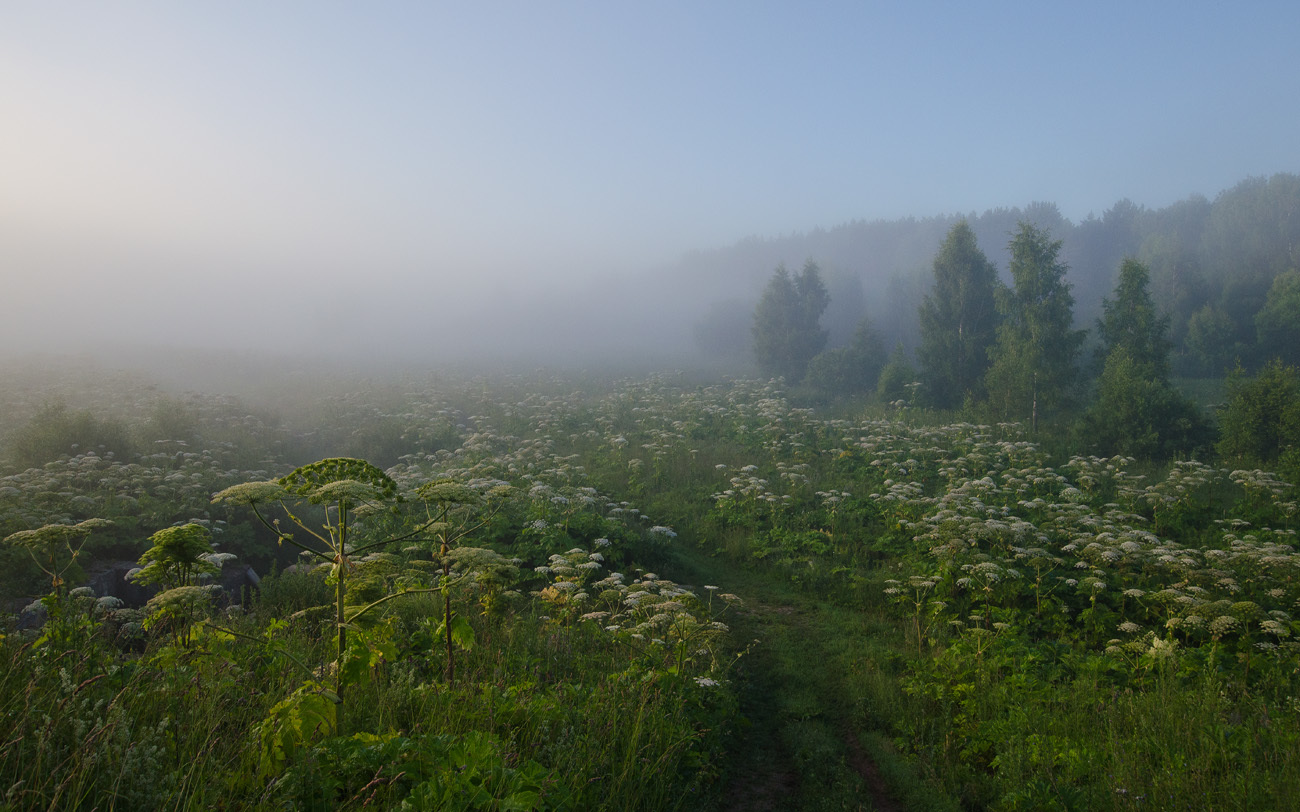 Когда цветёт борщевик