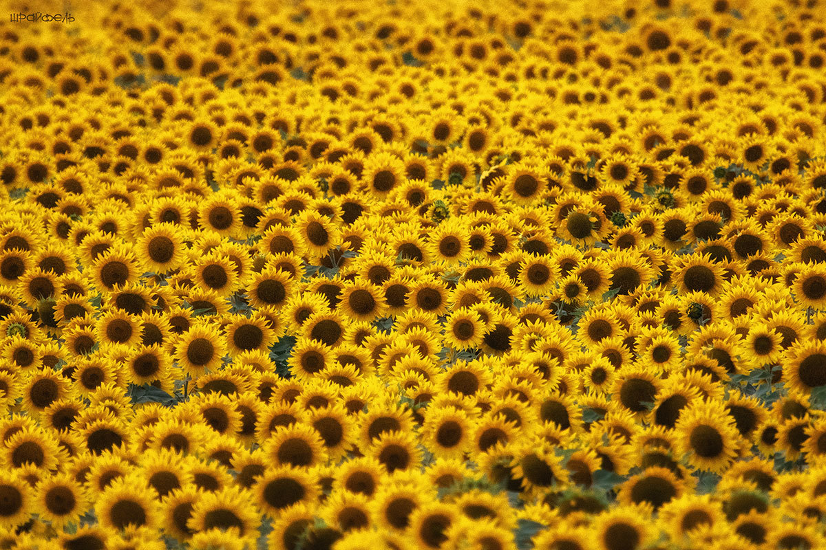 Скоро август