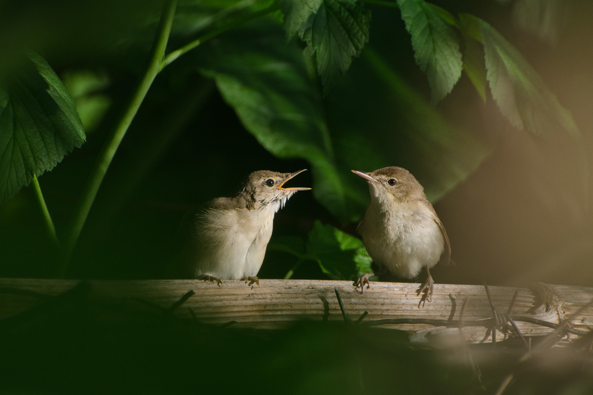 Поговори со мною мама
