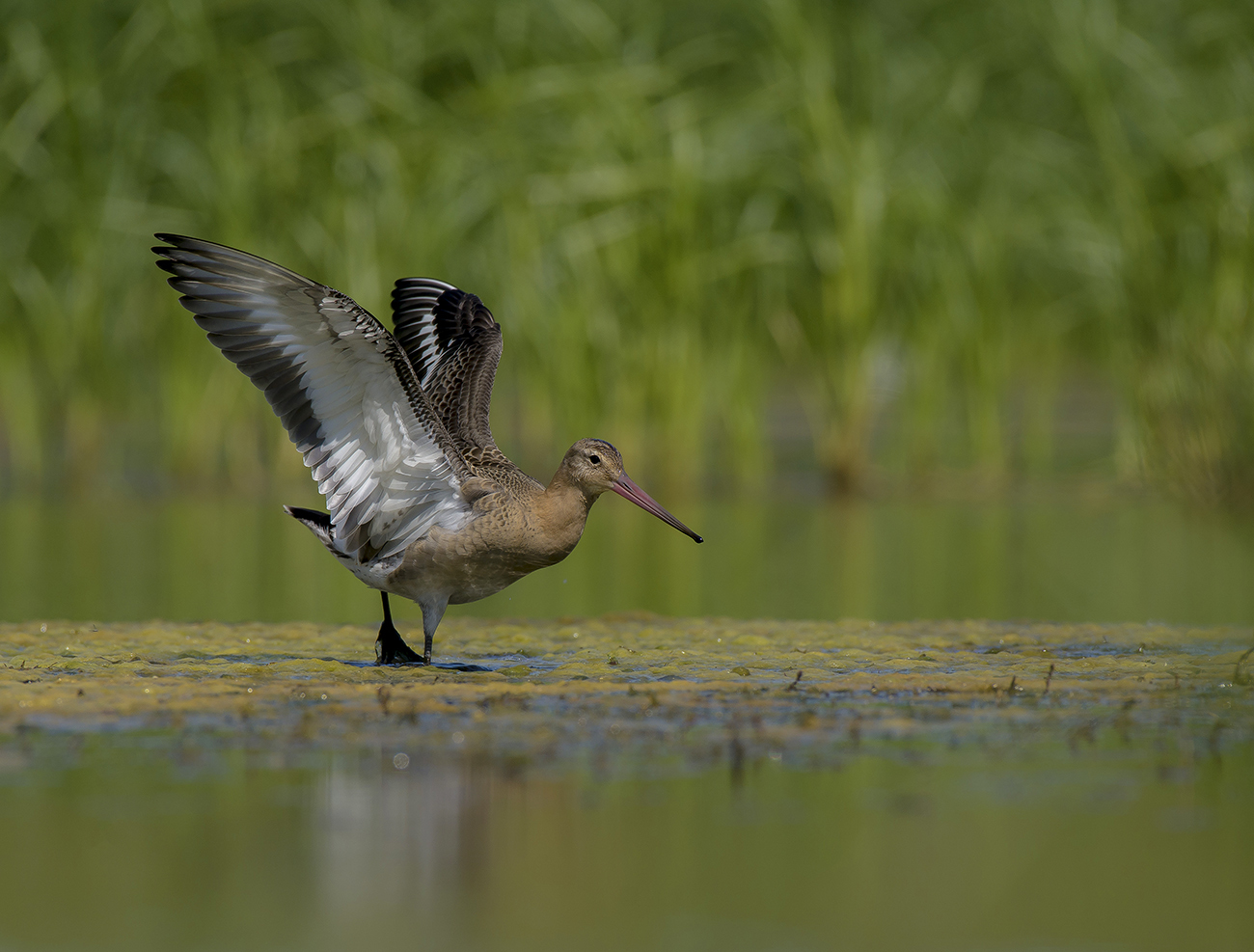 Большой веретенник